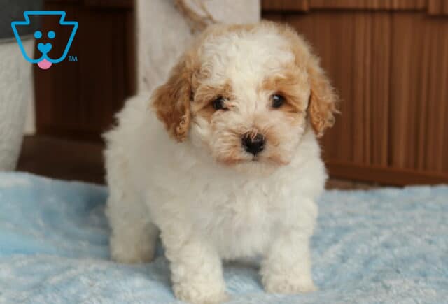 Timber Bichpoo image