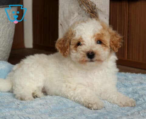 Timber Bichpoo2