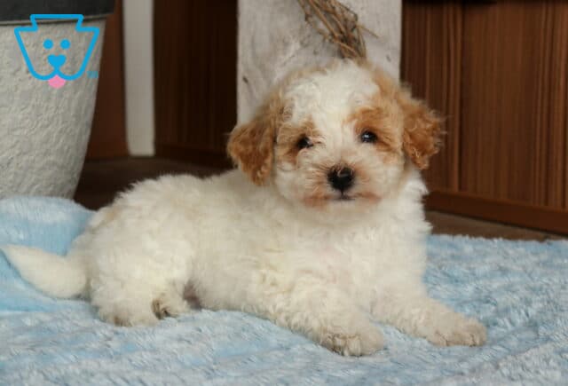 Timber Bichpoo2 image
