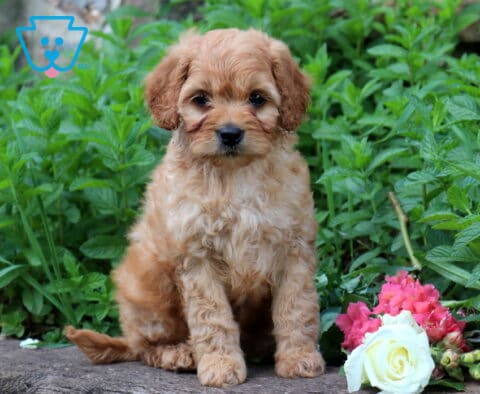 Timmy Cavapoo