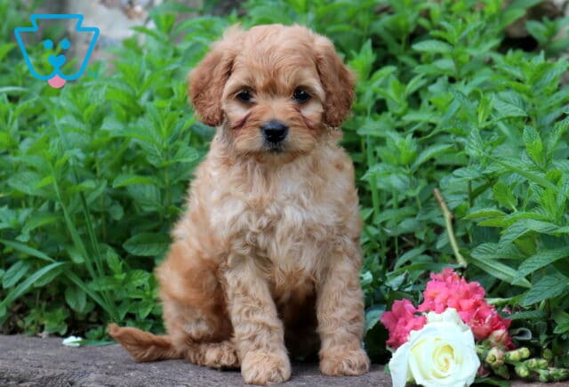 Timmy Cavapoo image