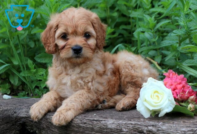 Timmy Cavapoo2 image