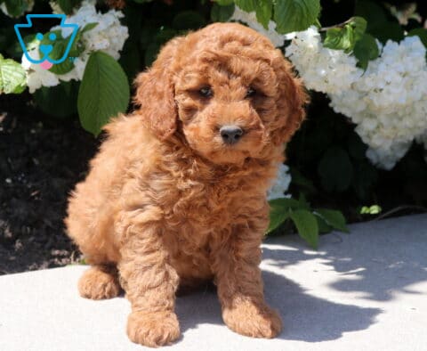 Timmy Mini Goldendoodle