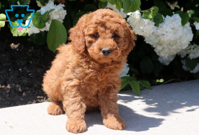 Timmy Mini Goldendoodle image