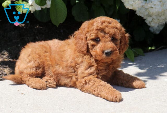 Timmy Mini Goldendoodle2 image