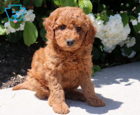 Toby Mini Goldendoodle