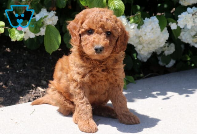 Mini Goldendoodle puppy with a soft apricot curly coat sitting on a patio beside white blooming flowers, looking sweet and attentive in a sunny outdoor setting. image