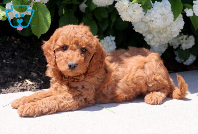 Mini Goldendoodle puppy with a rich apricot wavy coat lying on a patio, posed in front of white hydrangea blooms with a calm, gentle expression. image