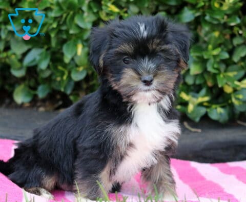 Toby Shorki2