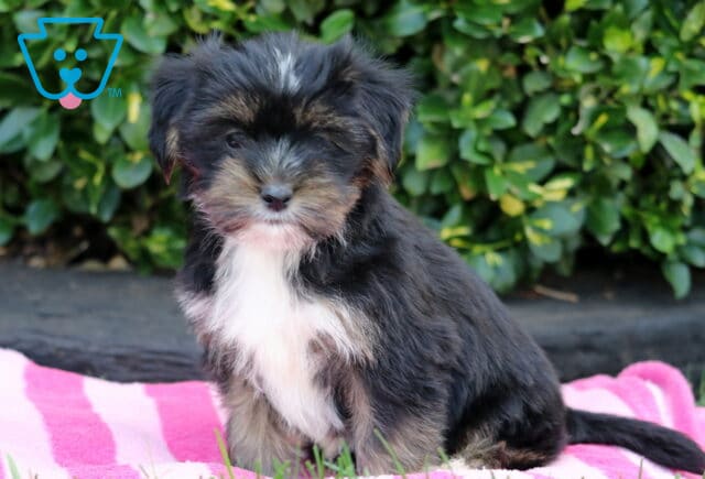 Toby Shorkie image