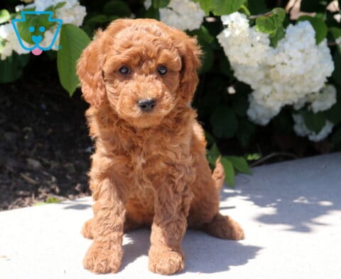 Tootsie Mini Goldendoodle