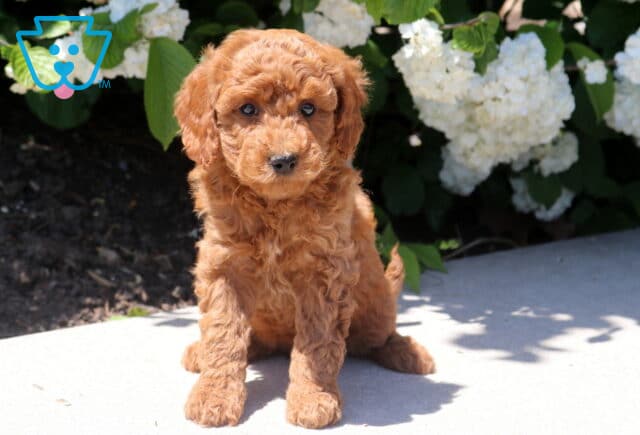Tootsie Mini Goldendoodle image