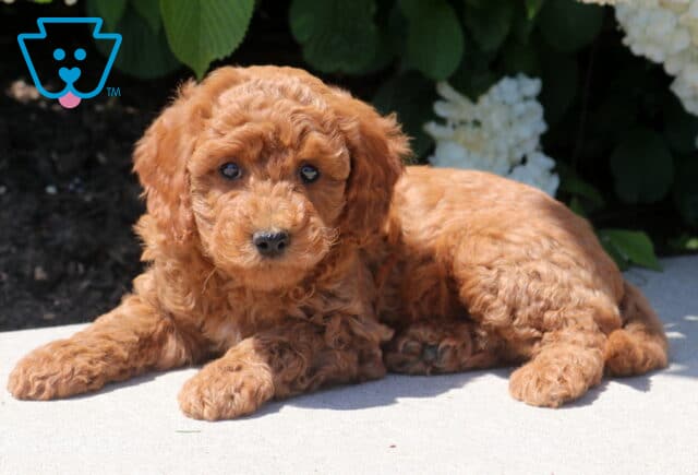 Tootsie Mini Goldendoodle2 image