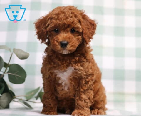 Tootsie Mini Poodle