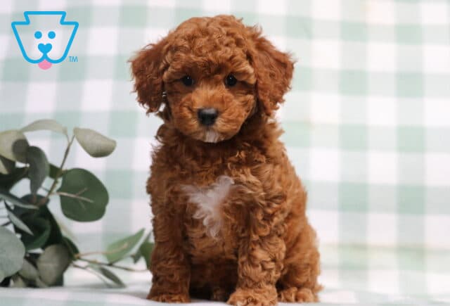 Tootsie Mini Poodle image