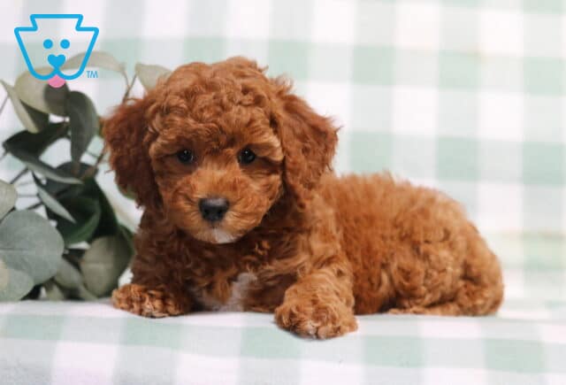 Tootsie Mini Poodle2 image