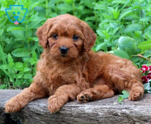Tori Cavapoo