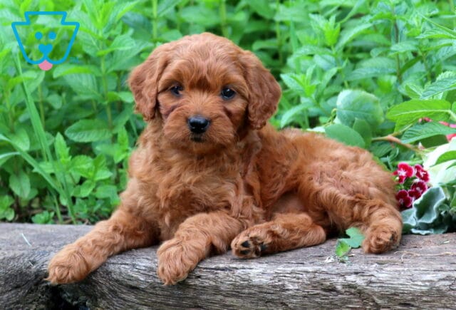 Adorable red Cavapoo puppy lounging on a rustic log with a fluffy curly coat and sweet teddy bear face surrounded by lush greenery and flowers image