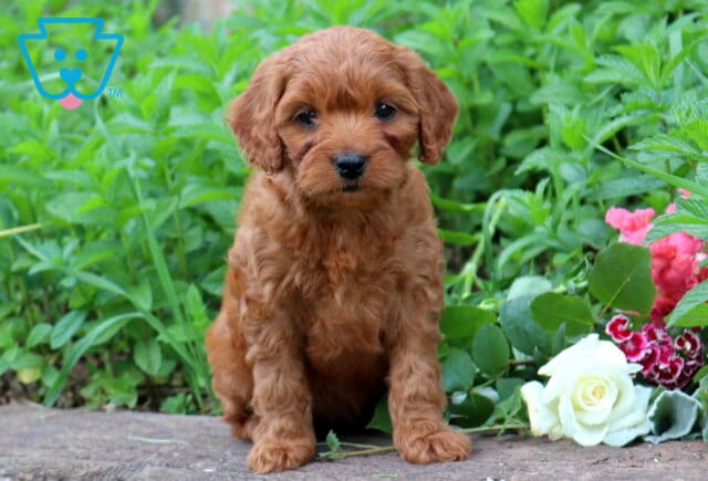 Sweet red Cavapoo puppy sitting beside colorful flowers with a fluffy curly coat, dark button eyes, and an adorable teddy bear expression outdoors in the garden image