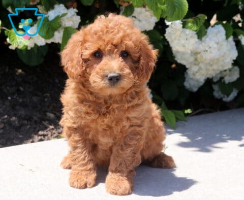 Tori Mini Goldendoodle