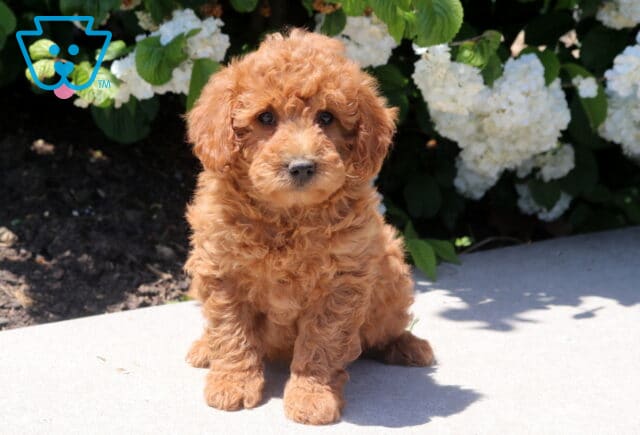 Tori Mini Goldendoodle image