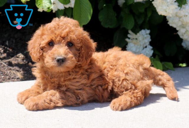 Tori Mini Goldendoodle2 image