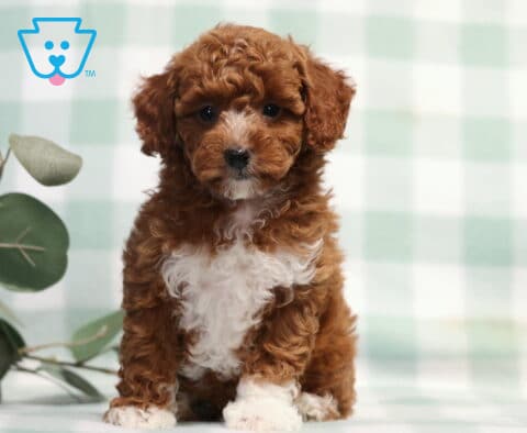 Trinity Mini Poodle