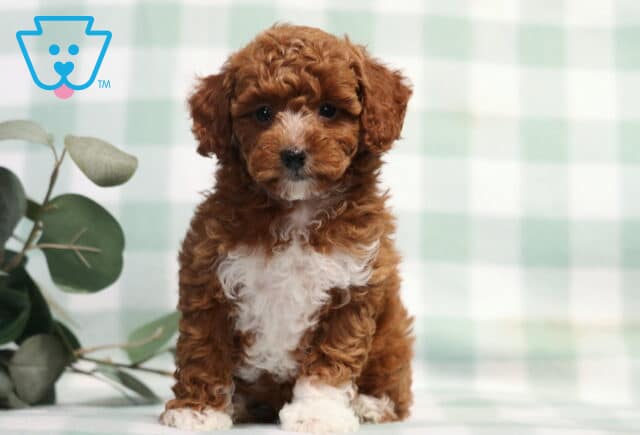 Trinity Mini Poodle image