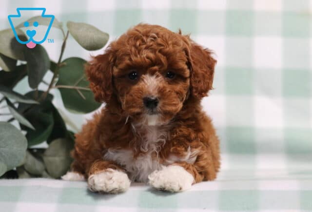 Trinity Mini Poodle2 image
