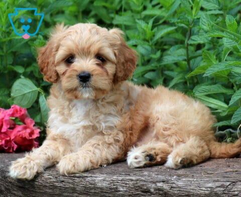 Trixi Cavapoo