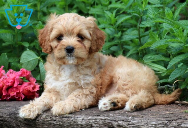 Trixi Cavapoo image