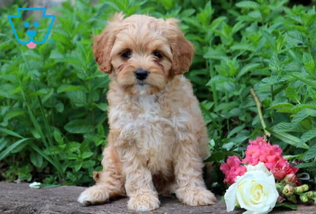 Trixi Cavapoo2 image