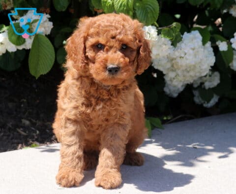 Tucker Mini Goldendoodle
