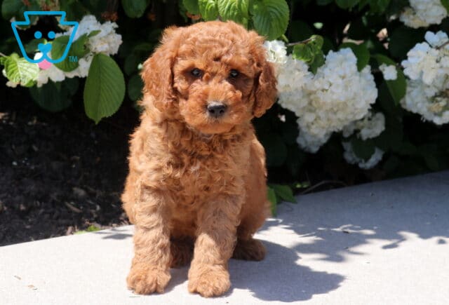 Tucker Mini Goldendoodle image