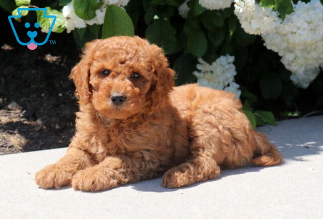 Tucker Mini Goldendoodle2 image