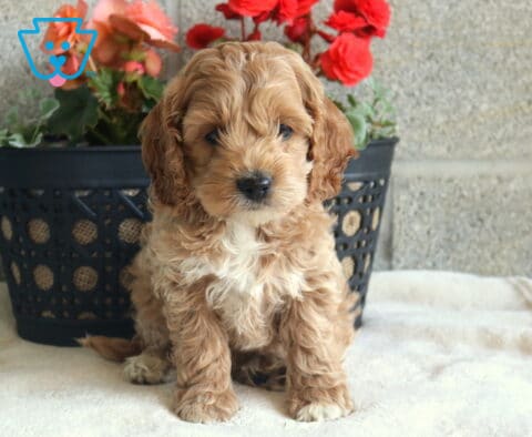 Tulip Cockapoo