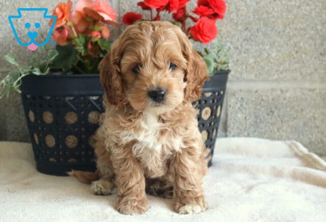 Tulip Cockapoo image