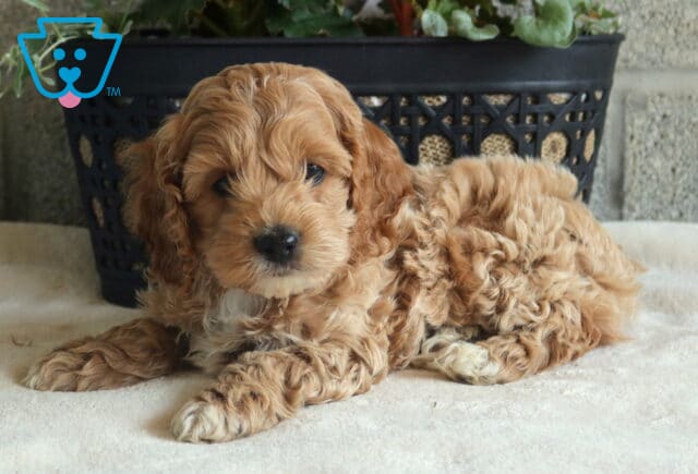 Tulip Cockapoo2 image