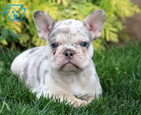 Twila Frenchie