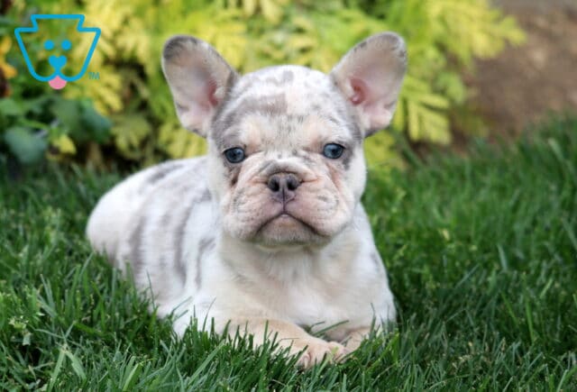 Merle French Bulldog puppy lying in lush green grass with bright blue eyes, upright ears, and a uniquely spotted coat pattern image