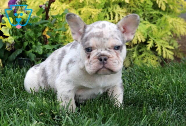 Spotted merle French Bulldog puppy sitting in fresh green grass with perky ears and a compact little body near colorful garden plants image