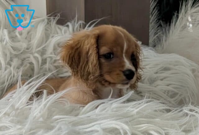 Adorable ruby and white Cavapoo puppy relaxing in a fluffy white blanket, featuring silky floppy ears, a white facial blaze, and a gentle, sweet expression. image