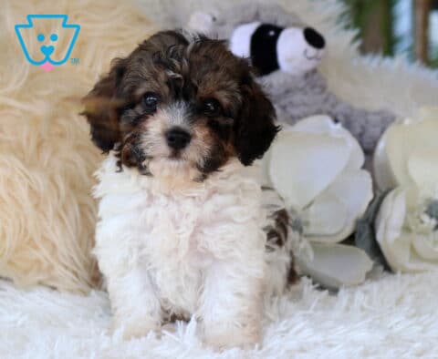 Tri-color Cavapoo puppy with a fluffy white, black, and tan coat sitting on a soft white blanket beside decorative flowers, featuring bright eyes, curly fur, and an adorable teddy bear face.