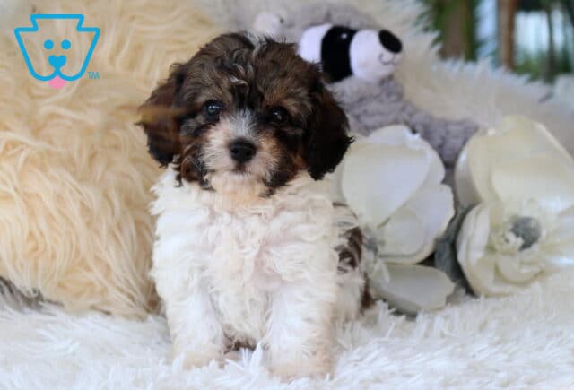 Tri-color Cavapoo puppy with a fluffy white, black, and tan coat sitting on a soft white blanket beside decorative flowers, featuring bright eyes, curly fur, and an adorable teddy bear face. image
