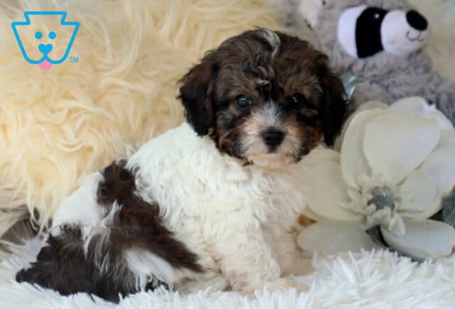Fluffy tri-color Cavapoo puppy lounging on a soft white blanket beside elegant white flowers, showcasing a curly white coat with chocolate and tan markings, bright eyes, and a cuddly teddy bear appearance. image