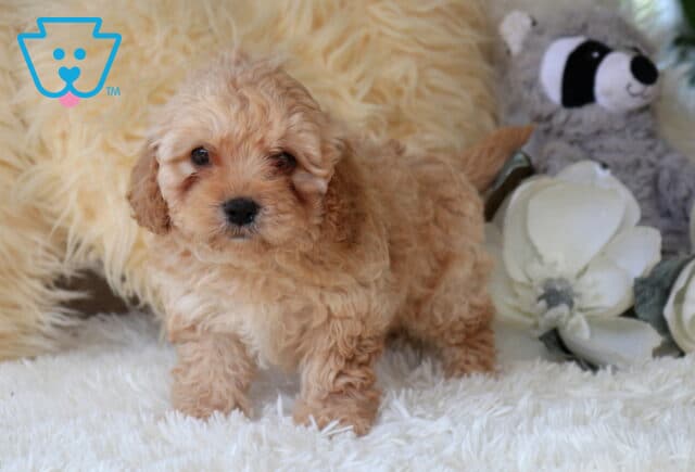 Fluffy apricot Cavapoo puppy standing on a soft white blanket beside white flowers and a plush raccoon toy, showing a curly coat, teddy bear face, and sweet expression. image