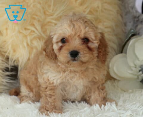 Apricot Cavapoo puppy with a soft curly coat sitting on a fluffy white rug, posed beside a large white flower and plush décor, highlighting its round eyes and teddy bear appearance.