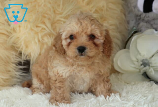Apricot Cavapoo puppy with a soft curly coat sitting on a fluffy white rug, posed beside a large white flower and plush décor, highlighting its round eyes and teddy bear appearance. image