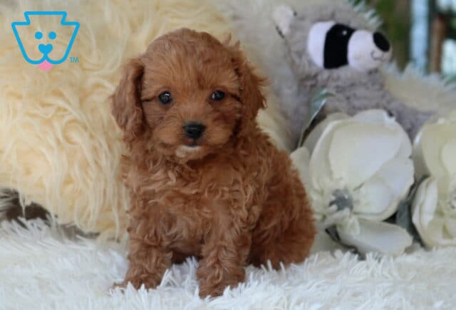 Rich red Cavapoo puppy with a curly teddy bear coat sitting on a fluffy white rug, surrounded by elegant white flowers and plush décor, showing a bright-eyed and affectionate expression. image