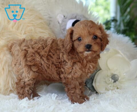 Curly-coated red Cavapoo puppy standing on a plush white rug beside a large white flower, showcasing a fluffy coat, bright eyes, and an adorable teddy bear look.